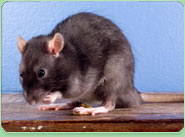 rat control Belsize Park